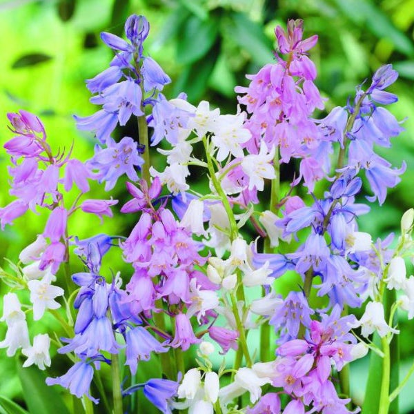 Traubenhyazinthen in verschiedenen Farben