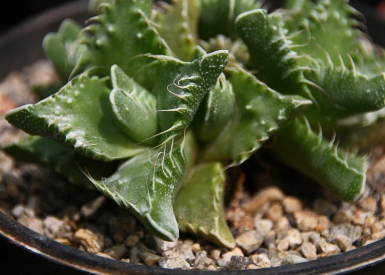 SAFLAX Geschenk Set - Echter Tigerrachen - Faucaria tigrina - 40 Samen - Mit Geschenkbox, Versandaufkleber, Geschenkkarte und Anzuchtsubstrat