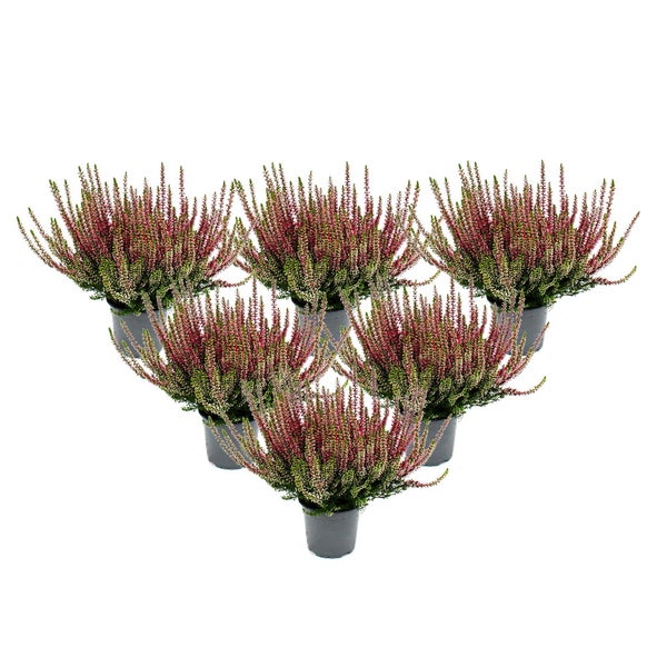 Calluna vulgaris - Set mit 6 Pflanzen - Besenheide - Heidepflanze - winterhart - 11cm Topf - rosa