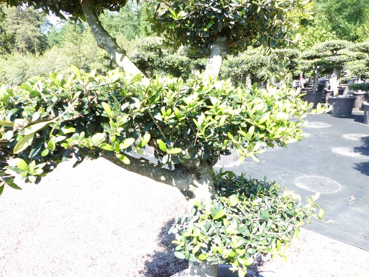 Olivenbaum 5 Pon Pon Bonsai Formgehölz Gartenbonsai Olea europaea Olive winterhart