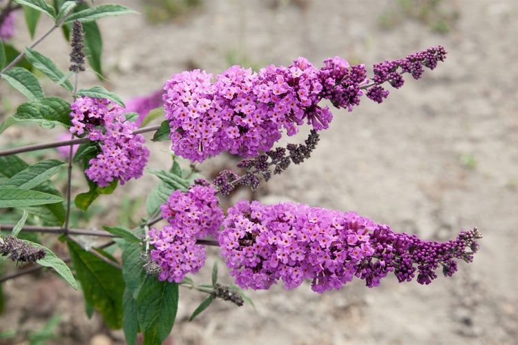 Buddleja davidii 'Border Beauty', Schmetterlingsflieder, rosa, 60–80 cm