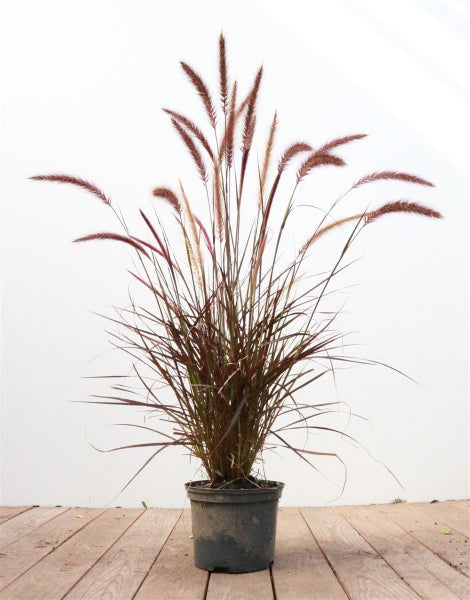 Pennisetum setaceum 'Rubrum', Lampenputzergras, rot, 2 Liter Container