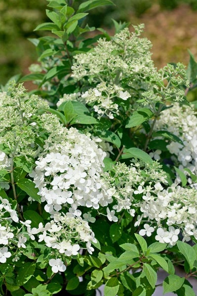 Hydrangea paniculata 'Bobo', Rispenhortensie, weiß, 40–60 cm