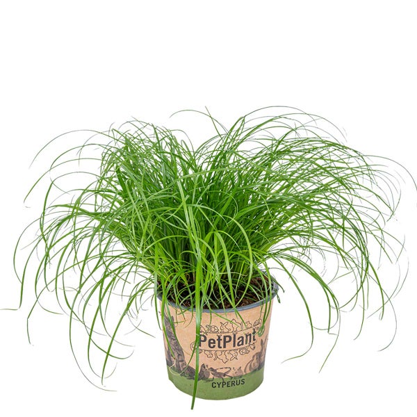 Cyperus alternifolius 'Zumula' - Katzengras - Haustierfreundlich – ⌀12 cm - ↕20-25 cm