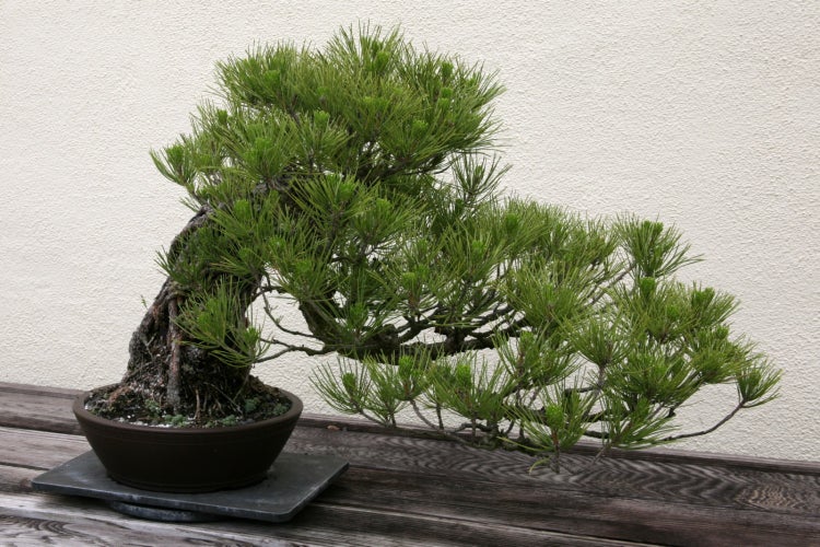 SAFLAX  - Mittelmeer-Pinie - Pinus pinea - 6 Samen