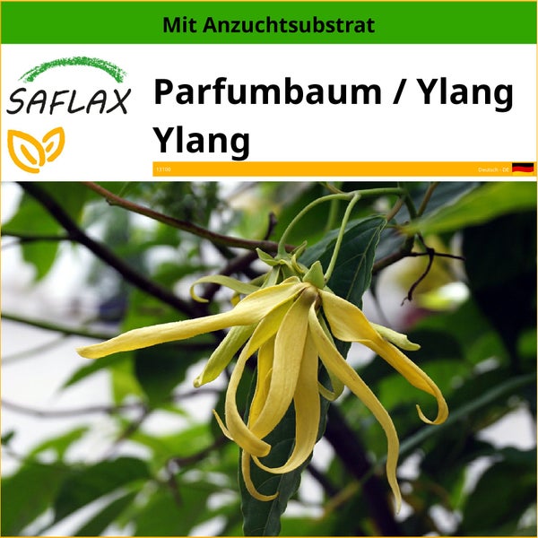 SAFLAX  - Parfumbaum / Ylang Ylang - Cananga odorata - 10 Samen - Mit keimfreiem Anzuchtsubstrat