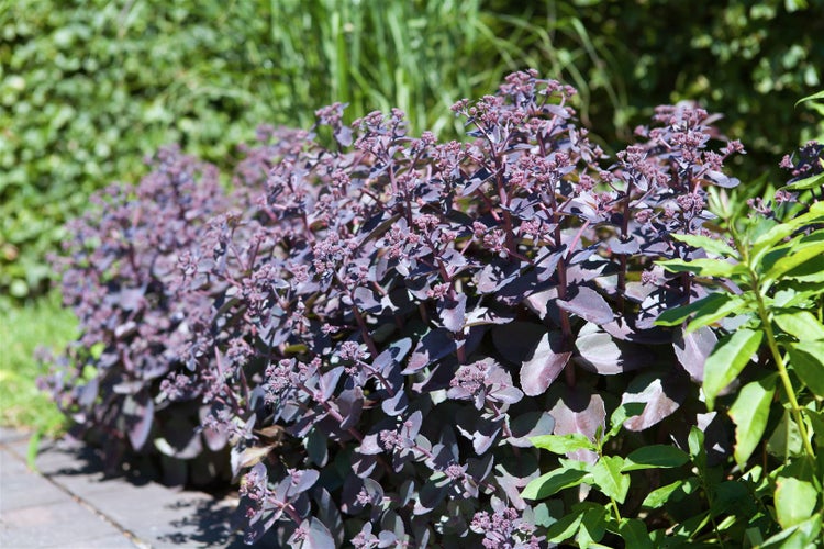 Eine Reihe von Purpur-Fetthennen im Gartenbeet