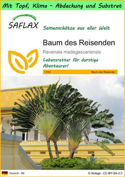 SAFLAX Garden to go - Baum des Reisenden - Ravenala madagascariensis - 8 Samen - Mit Topf, Klima - Deckel und Anzuchtsubstrat