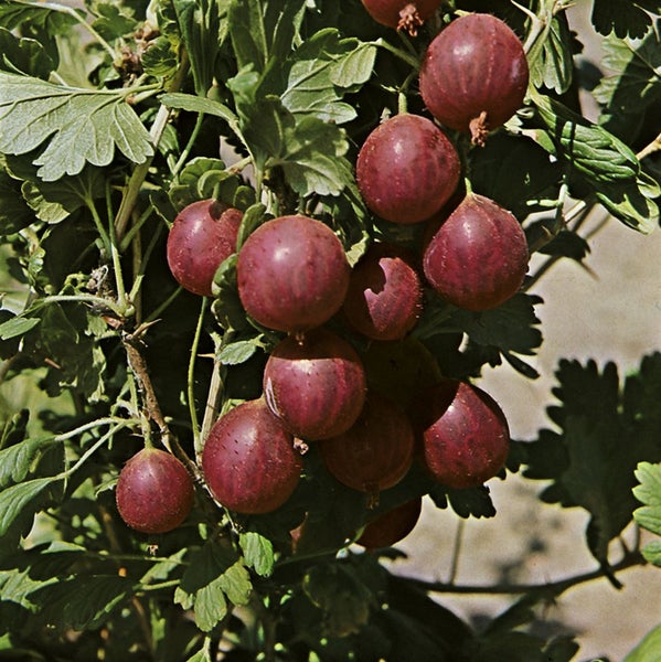 Ribes uva-crispa 'Hinnonmäki rot', Stachelbeere, rot, 30–40 cm