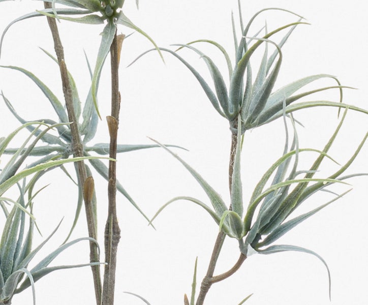 Künstlicher Tillandsia-Zweig mit graugrünen gebogenen Blättern und braunen Stielen.