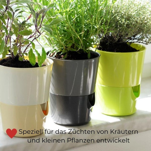 Drei Kräutertöpfe mit verschiedenen Kräutern auf einer Fensterbank