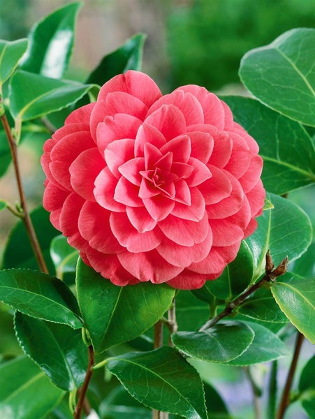 Camellia japonica 'Mrs Tingley', Kamelie, hellrosa, 40–60 cm