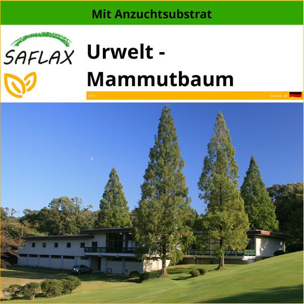SAFLAX  - Urwelt - Mammutbaum - Metasequoia glyptostroboides - 60 Samen - Mit keimfreiem Anzuchtsubstrat