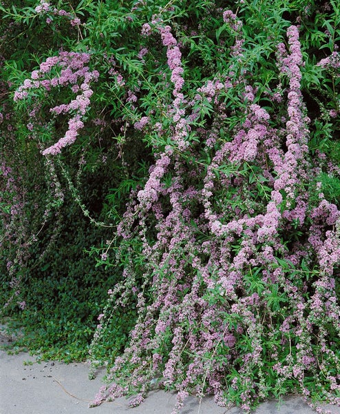 Buddleja alternifolia, Hänge-Sommerflieder, 80–100 cm, duftend