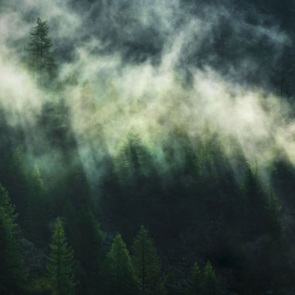 Nebel über einem Wald mit Nadelbäumen