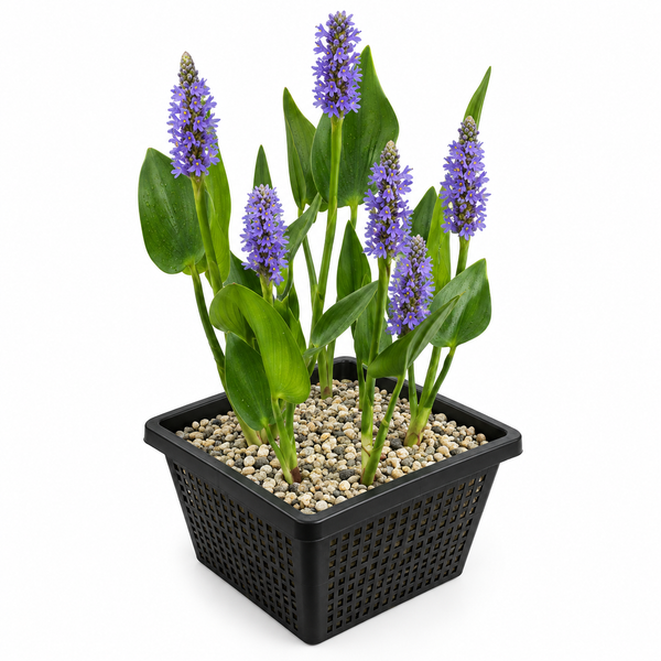 Hechtkraut Pontederia cordata in schwarzem Pflanzkorb mit Kies