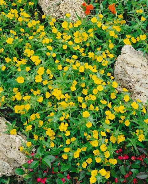 Gelbe Blümchen zwischen grünen Blättern und Steinen