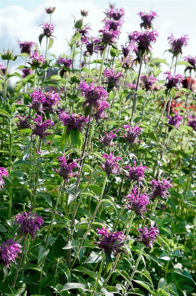 Monarda fistulosa 'Blaustrumpf', Indianernessel, violett, ca. 11x11 cm Topf