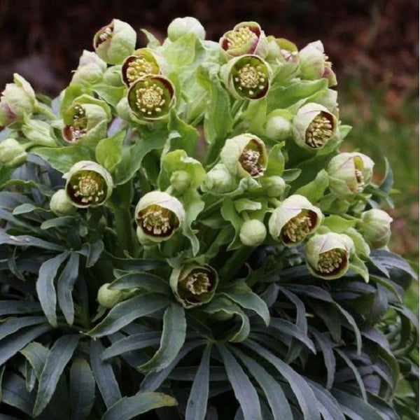 Nahaufnahme einer Nieswurz Pflanze mit Blütenknospen und grünen Blättern.