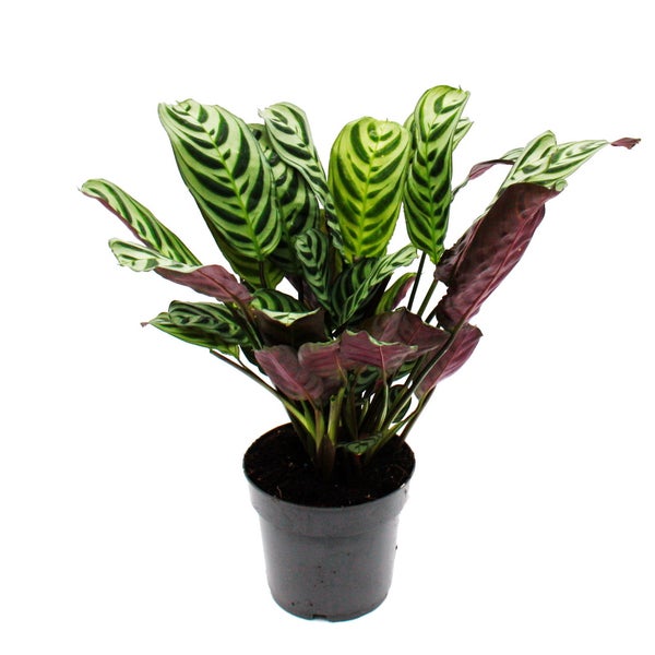 Calathea Zimmerpflanze im schwarzen Kunststofftopf mit gemusterten Blättern.