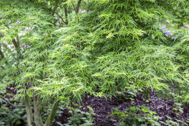 Acer palmatum 'Seiryu', Japanischer Ahorn, filigran, 60–80 cm