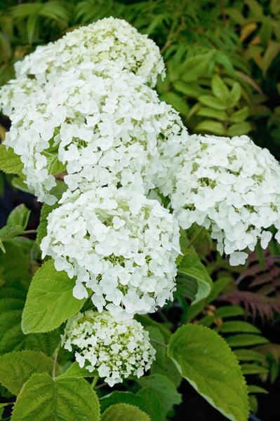 Hydrangea arborescens 'Strong Annabelle', Schneeballhortensie, weiß, 100–125 cm