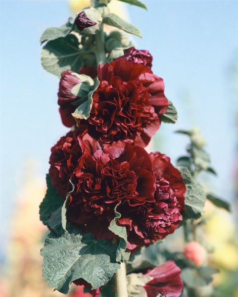 Alcea rosea 'Pleniflora Chaters', Stockrose, purpur, ca. 9x9 cm Topf