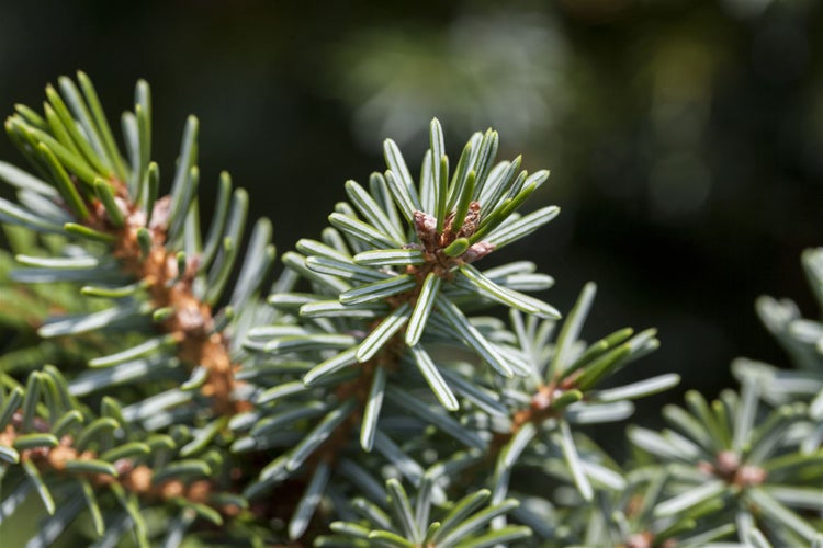 Picea omorika, Serbische Fichte, 100–125 cm