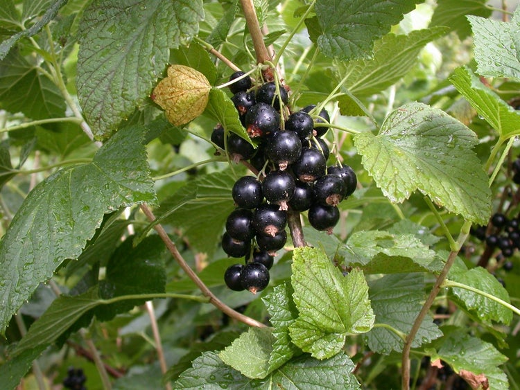 Ribes nigrum 'Titania', Schwarze Johannisbeere, 60 cm Stammhöhe