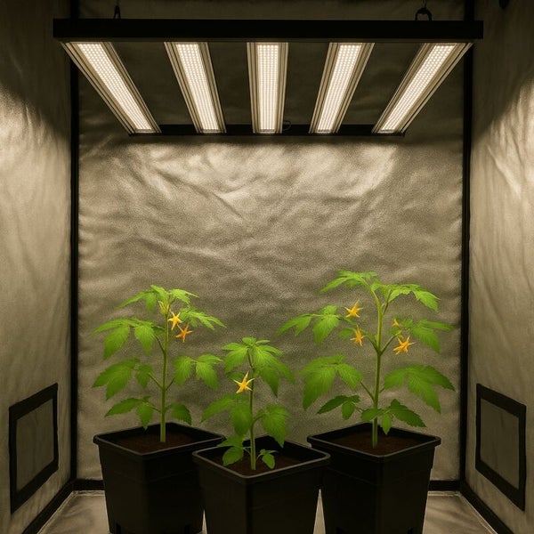 LED Pflanzenlampe über drei Tomatenpflanzen in schwarzen Pflanztöpfen innerhalb eines Growzeltes mit silberner Innenbeschichtung.