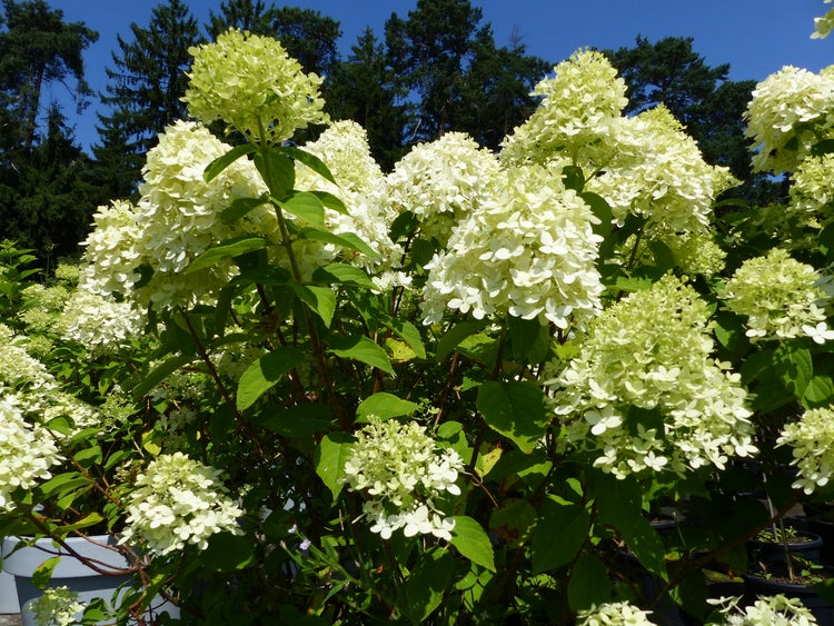 Rispenhortensie mit vielen großen Blütenständen in einem Garten