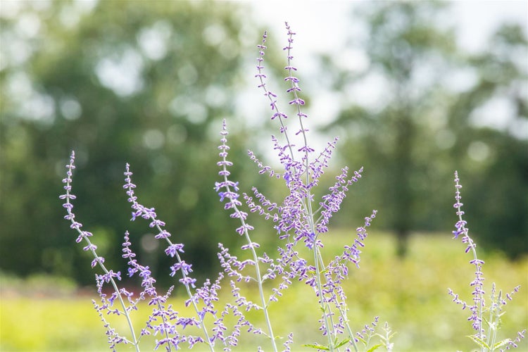 Perovskia atriplicifolia 'Blue Spire', Silberstrauch, blau, 40–60 cm