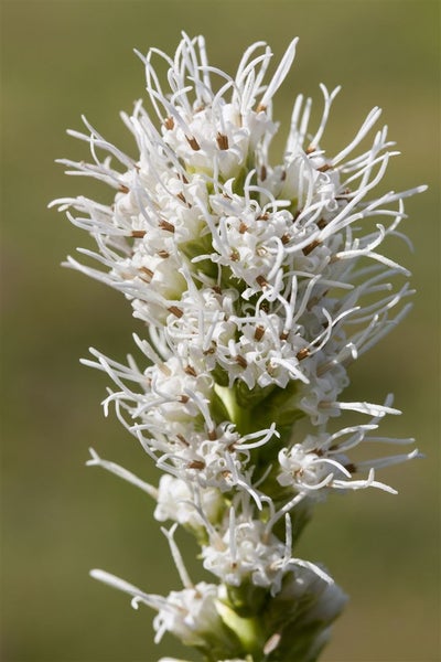 Liatris spicata, Prachtscharte, violett, ca. 9x9 cm Topf