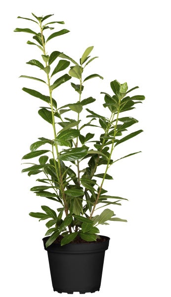 Prunus laurocerasus 'Novita', Kirschlorbeer, immergrün, 60–80 cm