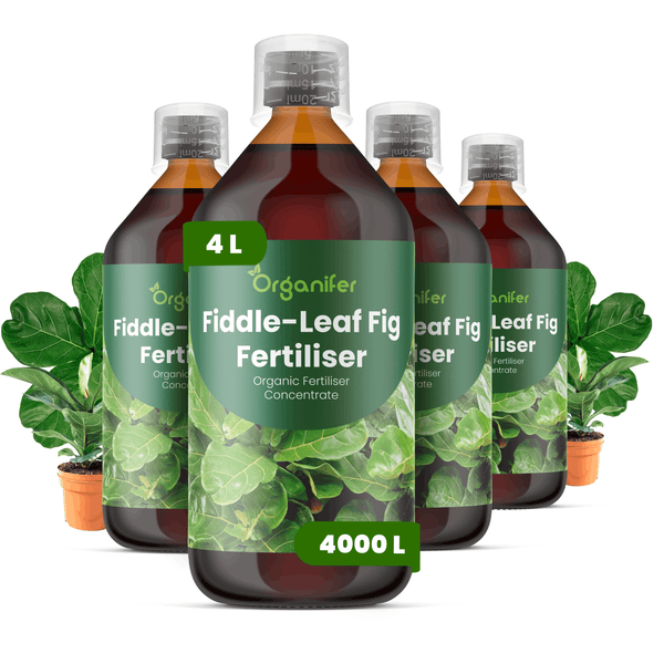 Organifer Geigenfeigen-Dünger Konzentrat, vier Flaschen, insgesamt 4 Liter organischer Flüssigdünger für Ficus Lyrata.