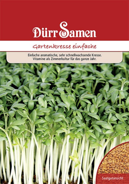 Samenpackung für Rosen-Aster Leuchtfeuer mit großer roter Blüte. Pabst Keimkraft Logo. Details zu Aussaat, Standort sonnig, Wuchshöhe circa 70 cm.