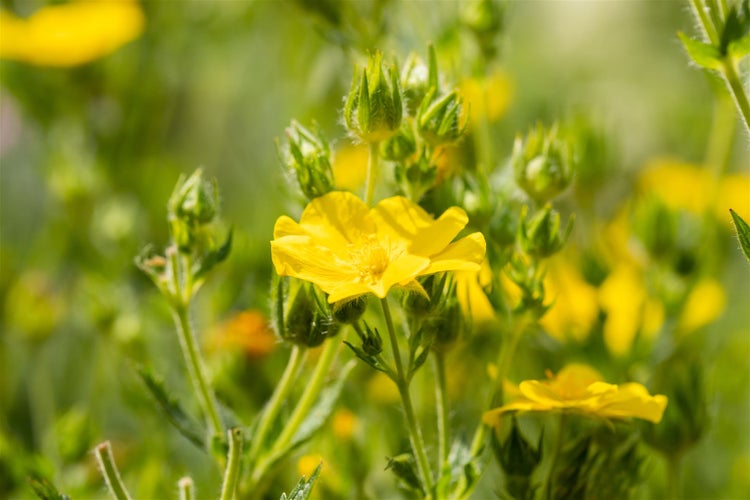 Gelbe Fingerkrautblüte im Garten
