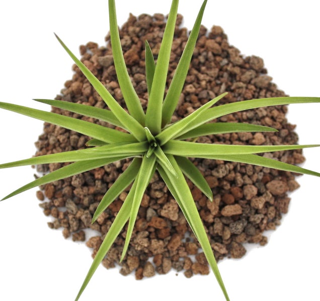 Tillandsia brachycaulos abdida - lose Pflanze gross