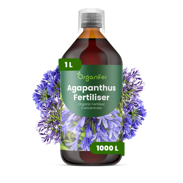 Organifer Agapanthus Dünger, organisches Düngerkonzentrat, 1 Liter Flasche für 1000 Liter Wasser.