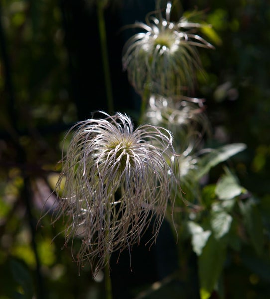 Clematis vitalba, Waldrebe, weiß, 80–100 cm