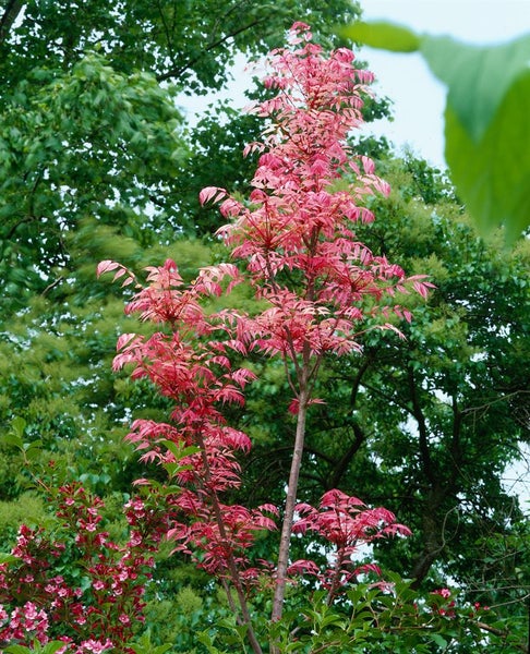Baum mit rosa Blättern im Garten.