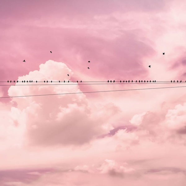 Eine Gruppe von Vögeln sitzt auf einer Stromleitung vor einem bewölkten Himmel.