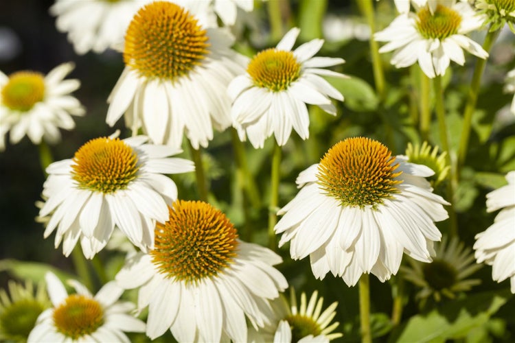 Echinacea purpurea 'PowWow White', weiß, ca. 9x9 cm Topf