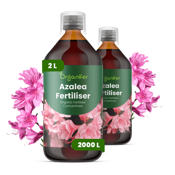 Organifer Azaleendünger, 2 Liter organisches Düngerkonzentrat, zwei Flaschen mit Messkappe und Blüten, Organifer Logo.