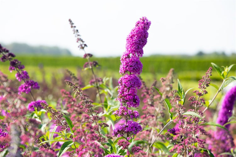 Buddleja davidii 'Royal Red', Schmetterlingsflieder, rot, 60–100 cm
