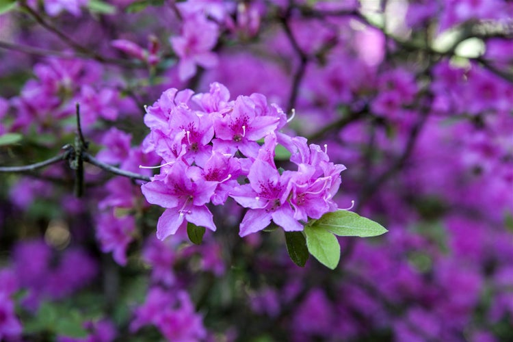 Rhododendron 'Praecox', frühblühend, lila, 20–25 cm