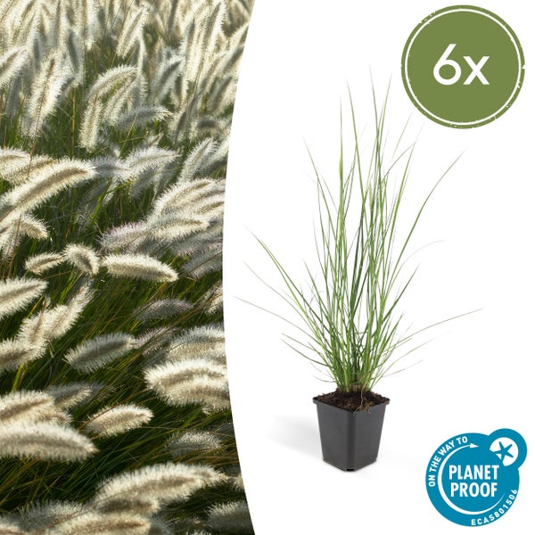 Lampenputzer-Gras - Pennisetum alopecuroides 'Hameln' - 9cm Topf - Set mit 6 Pflanzen