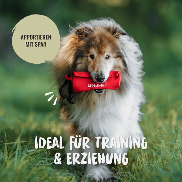 Hund mit rotem Apportierbeutel der Marke Rudelkönig im Maul