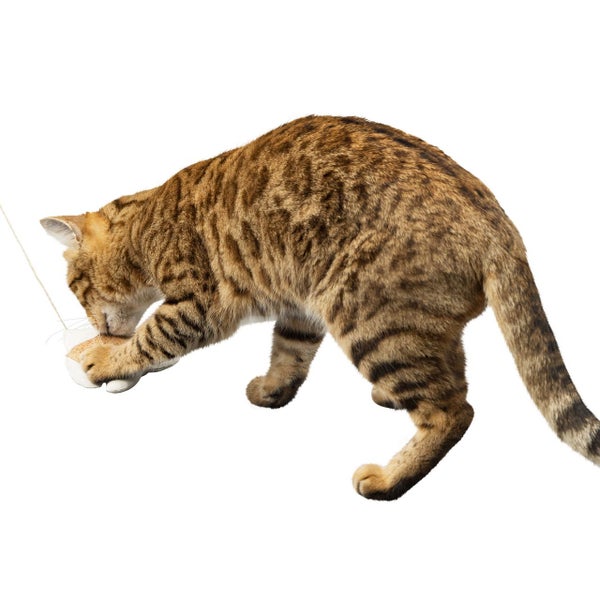 Eine getigerte Katze spielt mit einem kleinen Katzenspielzeug an einer Schnur.