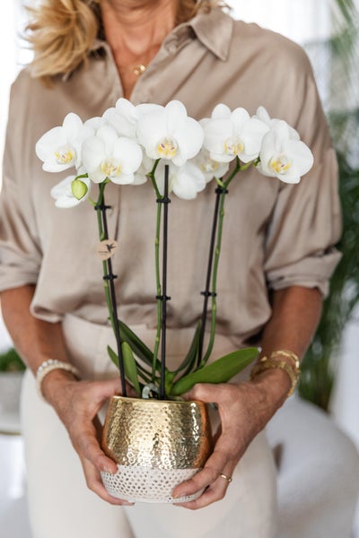 Kolibri Orchids weiße Phalaenopsis Orchidee Amabilis + Elite Topf Gold Topfgröße 9cm 40cm hoch blühende Zimmerpflanze